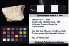 Foto (Objket + Etiketten) von Goniodromites bidentatus (Reuss, 1858) 